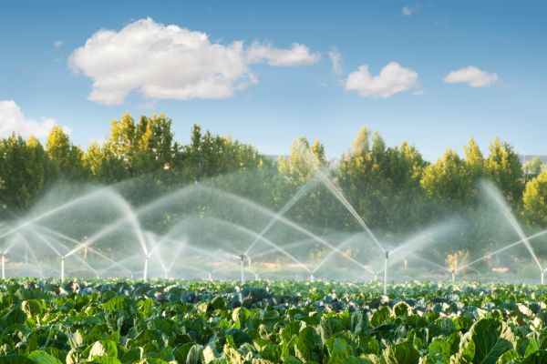 Agricultura Sustentável: O Futuro da Alimentação Está Aqui